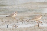 Piping Plover, band ZW-BLK R, 2011-02-23 17:41