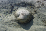 Submerged turtle sculpture, Forfar Flats