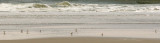 8 Piping Plovers 3-23-11