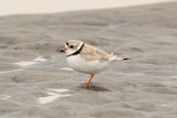 Piping Plover 3-23-11
