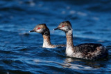 Horned Grebes changing to breeding plumage