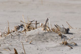 Piping Plover making nest scrape