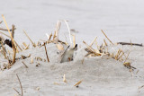 Piping Plover making nest scrape