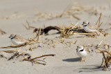 Piping Plovers resting