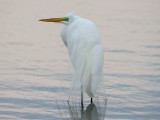 Great Egret at dawn