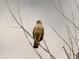 Red-Shouldered Hawk