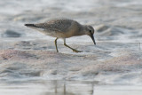 juvenile Red Knot