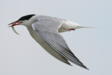 Common Tern with prey