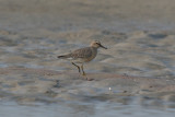 juvenile Red Knot