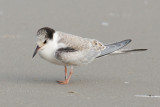 Juvenile Common Tern - with band