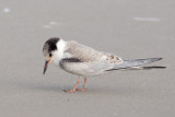 Juvenile Common Tern - with band