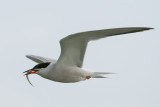 Common Tern with prey