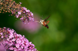 Bumblebee Moth