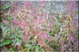 vegetation by the Klondike River