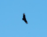 surprised to see a Black Vulture overhead