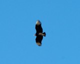 Black Vulture overhead