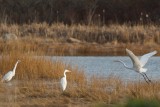 Great Egret joining others up the cove