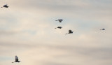 Snowy Egret and 5 Great Egrets