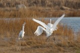 Great Egrets jockeying for position