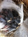 tree swallow chicks in nest box