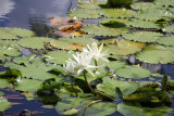 Naples Botanical Gardens