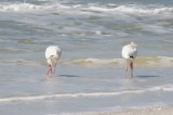 White Ibis