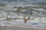 White Ibis