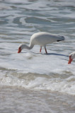 White Ibis