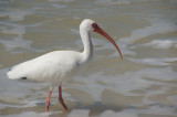 White Ibis