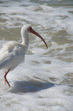 White Ibis