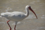 White Ibis