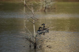 Canadian Geese