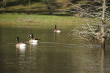 Canadian Geese