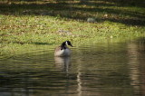 Canadian Geese