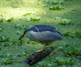 Corkscrew Swamp Sanctuary