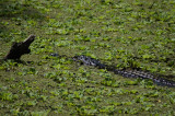 Corkscrew Swamp Sanctuary