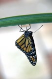 Macro Shots