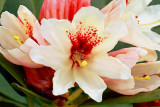 Rhododendron Flowerette