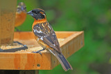 Black-headed Grosbeak   Pheucticus melanocephalus