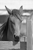 Pistol River Trail Horse