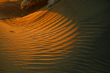 Ripples in the sand