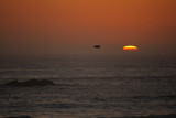 Lone Seagull and the setting Sun