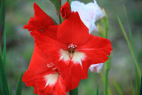 Gladiolus