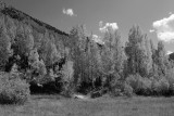 South Fork Bishop Creek Fall Color 