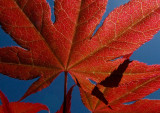 Maple Leaf