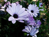 Purple Gazania