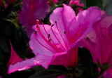 Azalea