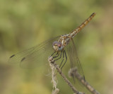5. Trithemis annulata (Palisot de Beauvois, 1807) - Purple-blushed Darter  - female