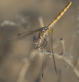 5. Trithemis annulata (Palisot de Beauvois, 1807) - Purple-blushed Darter - female