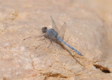7. Orthetrum ransonneti (Brauer, 1865) - Ransonnets Skimmer